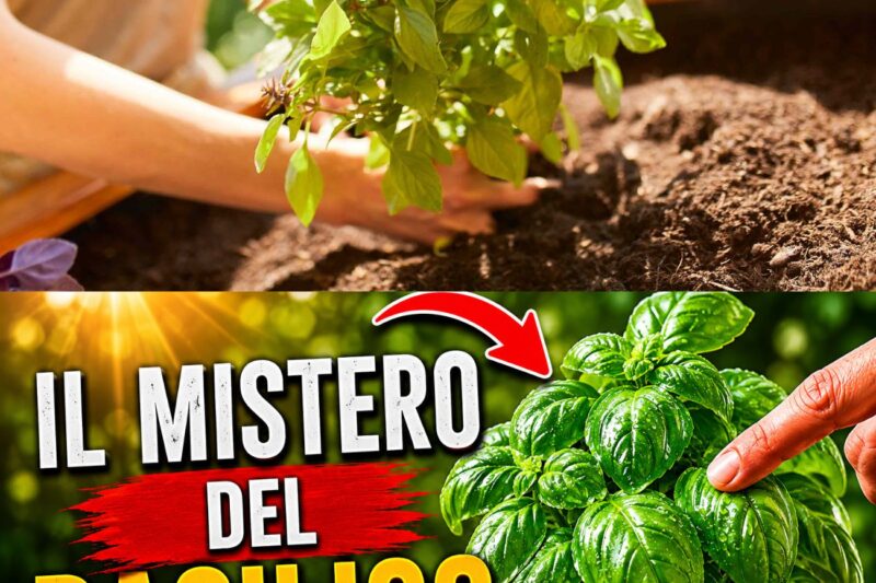 Si vous avez du basilic à la maison… vous devez savoir ceci !