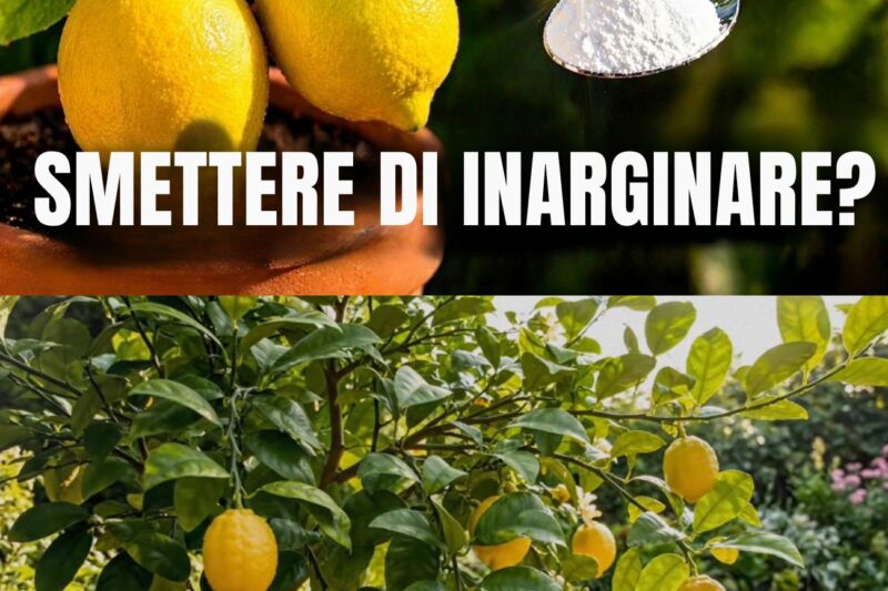 5 segreti per far fiorire e fruttificare rapidamente un albero di limoni
