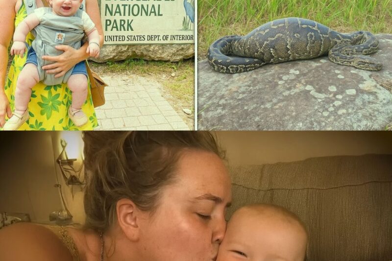 Madre single scomparsa nelle Everglades, un anno dopo viene ritrovato un pitone con una strana protuberanza…