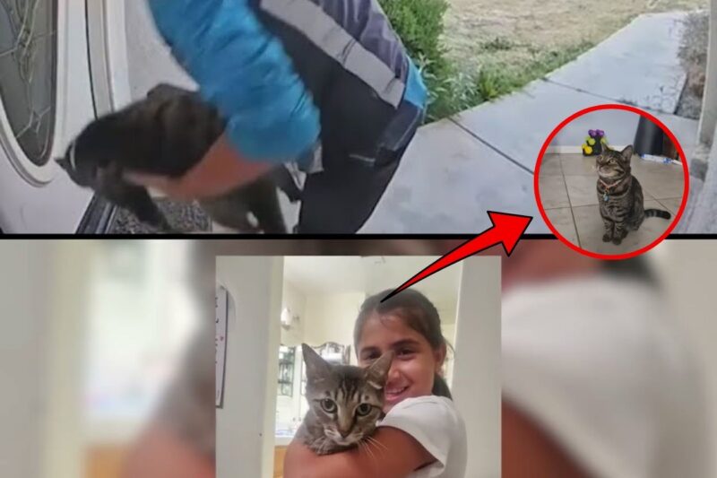 Sconvolgente a Bakersfield: fattorino Amazon ripreso mentre porta via il gatto di una famiglia
