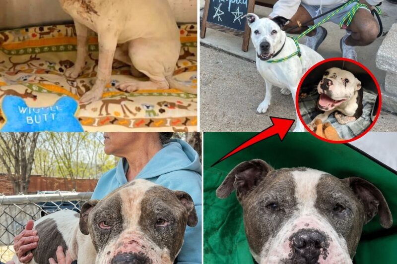 Herman, il cane guerriero che scelse l’amore al posto della violenza