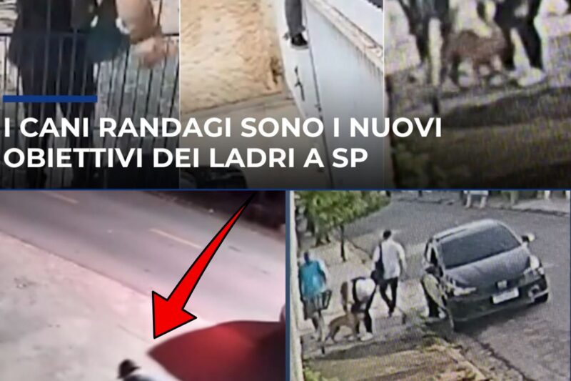 Emergenza furti di animali: quando l’affetto diventa il nuovo bersaglio dei criminali