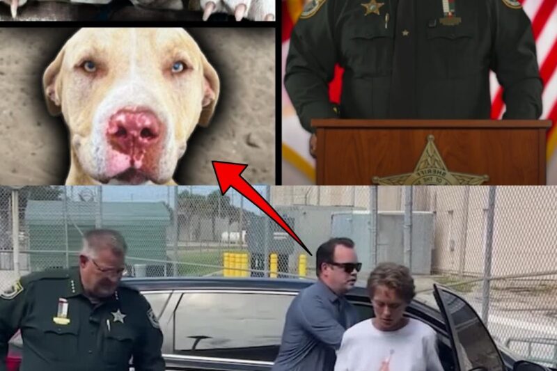 Tragedia in Florida: donna sbranata dai cani, proprietaria arrestata per omicidio colposo