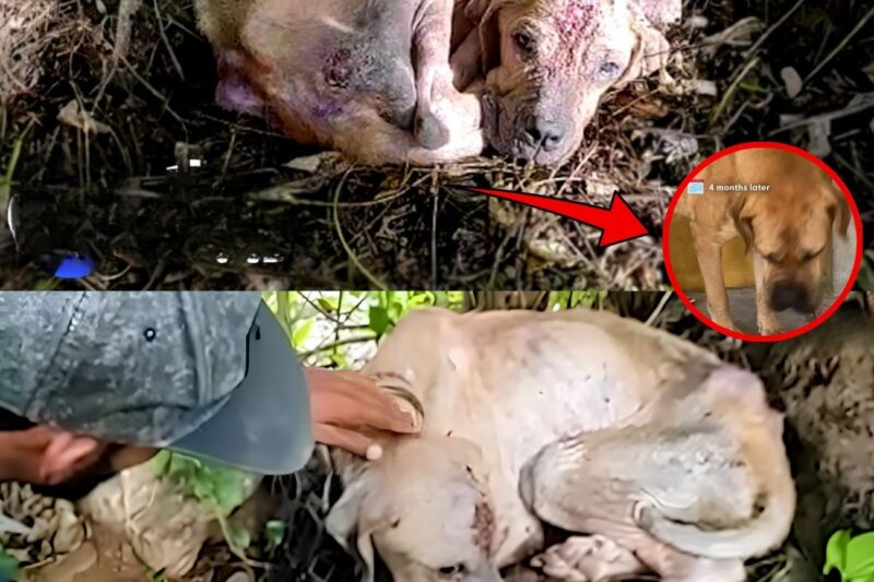 La rinascita di Pablo: da cane abbandonato a compagno di vita felice