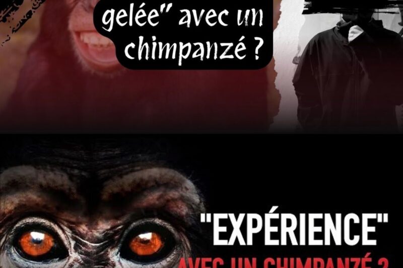 Est-il possible de faire du bouillon d’os de chimpanzé ?