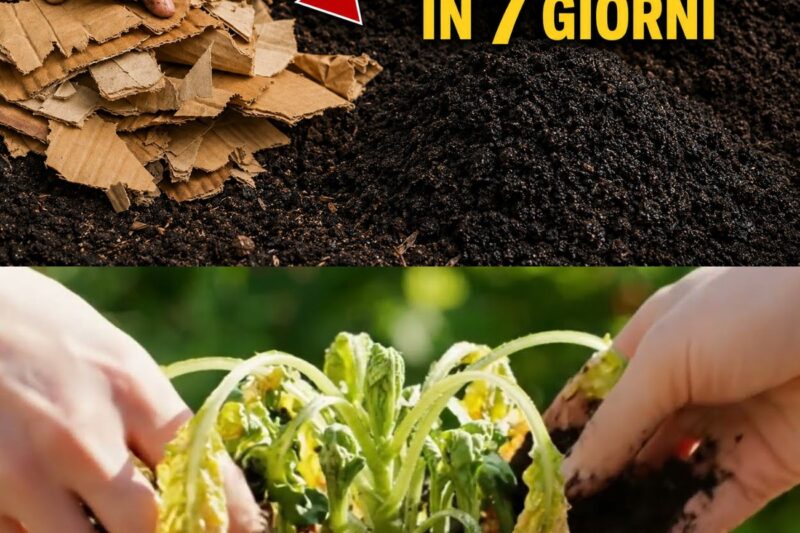 Non gettare mai più il cartone: il metodo segreto per creare una terra ricca, scura e fertile in soli 7 giorni