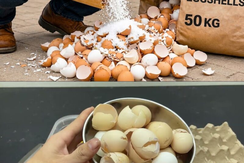Mescola i gusci d’uovo con il sale e rimarrai sorpreso! Magari l’avessi saputo prima!