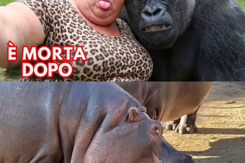 Quando le Karen presuntuose si mettono contro gli animali sbagliati!