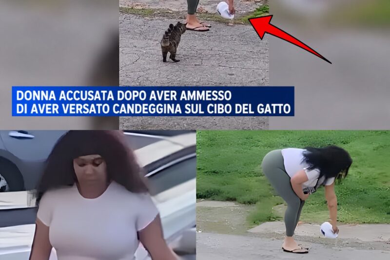 Crudeltà a Chester: donna avvelena il cibo dei gatti, scatta la denuncia