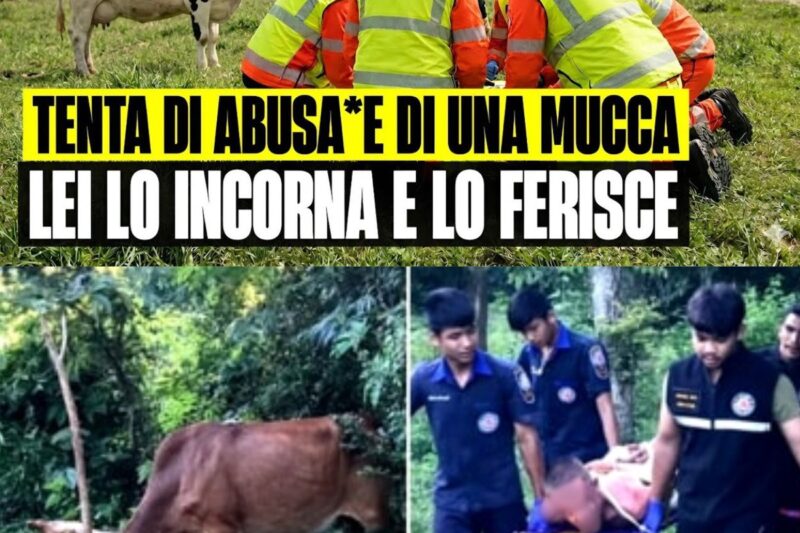 UOMO TENTA DI VIOLENT*RE UNA MUCCA IN UN CAMPO: LEI LO INCORNA E LO FERISCE GRAVEMENTE