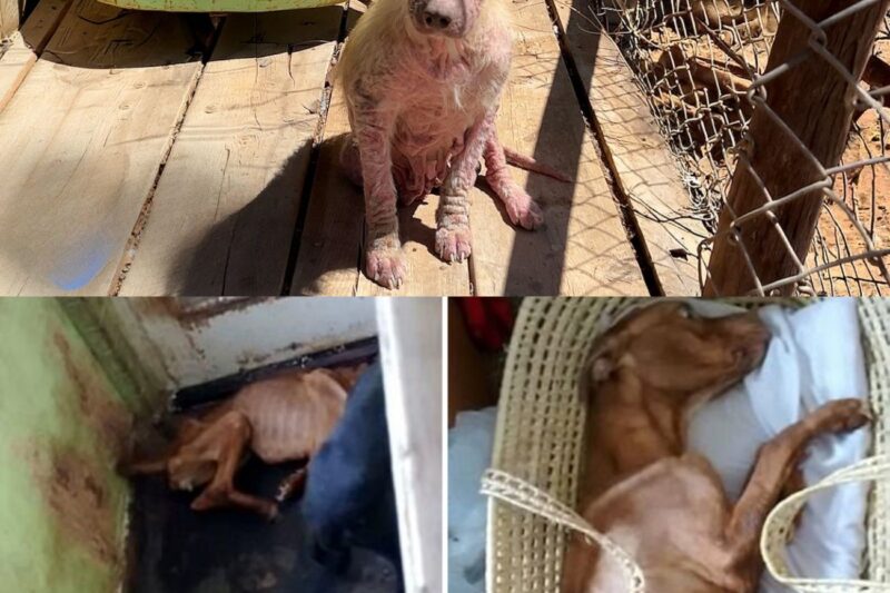 IL MIRACOLO DI BRINDY E OLIVE: I CUCCIOLI MALATI DI ROGNA SALVATI DA UNA ROULOTTE ABBANDONATA TROVANO UNA SECONDA CHANCE