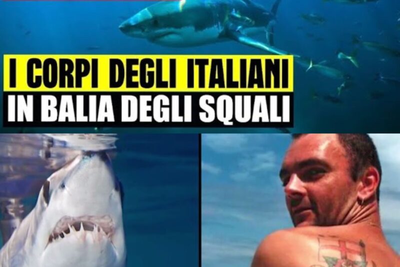 Tragedia alle Maldive: i corpi dei sub tra gli squali, parla il soccorritore
