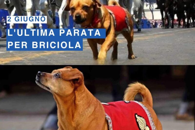 Briciola, la cagnolina mascotte che ruba la scena al Cambio della Guardia al Quirinale